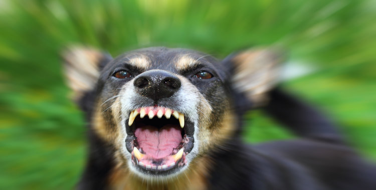 dog-bite-lawyer dog-bite-lawyer
